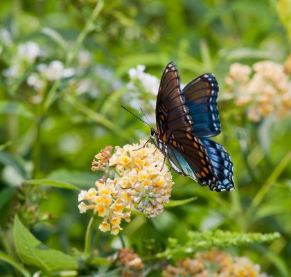 red spotted purple butterfly