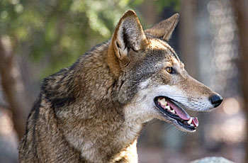 Red Wolf Facts | Anatomy, Diet, Habitat, Behavior, Reproduction