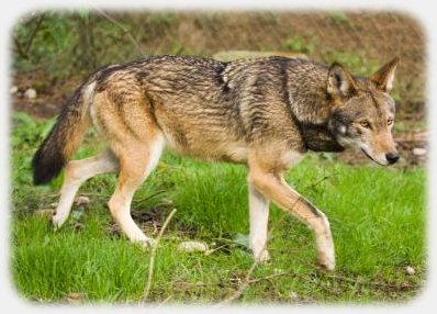 red wolf facts 