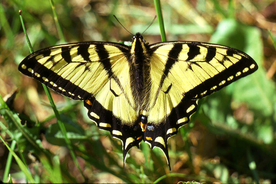 Tiger Swallowtail Butterfly Facts | Anatomy, Diet, Habitat, Lifecycle