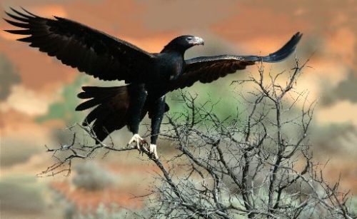 wedge tailed eagle