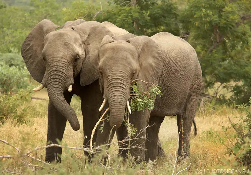African Bush Elephant Facts Anatomy Diet Habitat Behavior
