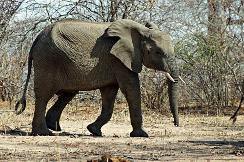 african-bush-elephant-facts-anatomy-diet-habitat-behavior