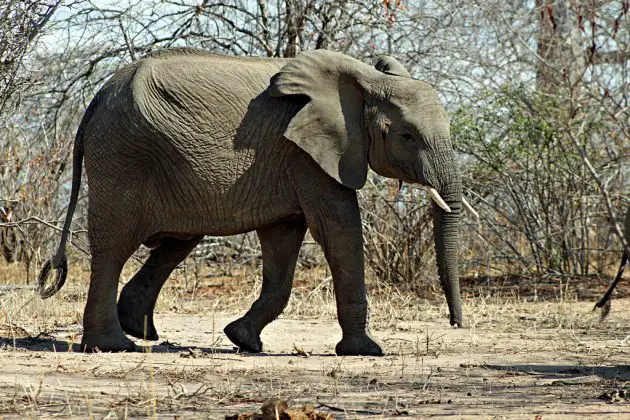 African Bush Elephant Facts | Anatomy, Diet, Habitat, Behavior