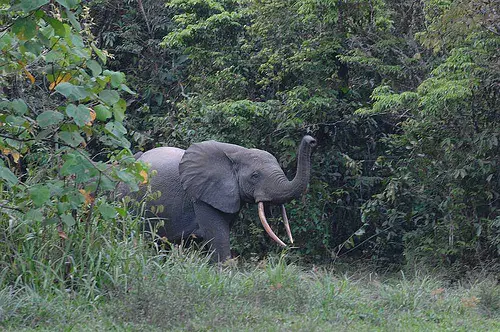 african forest elephant - Animals Time