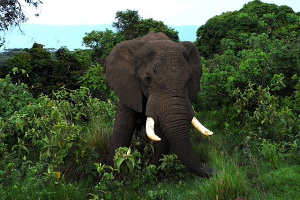 african forest elephant facts - Animals Time