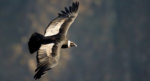 andean condor facts 