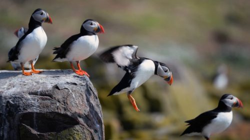 atlantic puffin facts 