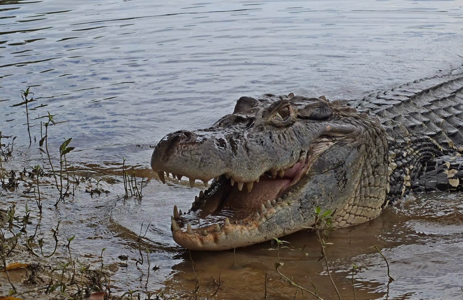 How Has The Black Caiman Adapted To The Rainforest