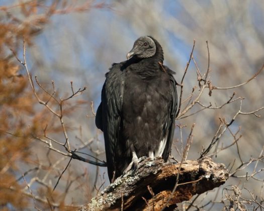 Black Vulture Facts | Anatomy, Diet, Habitat, Behavior - Animals Time