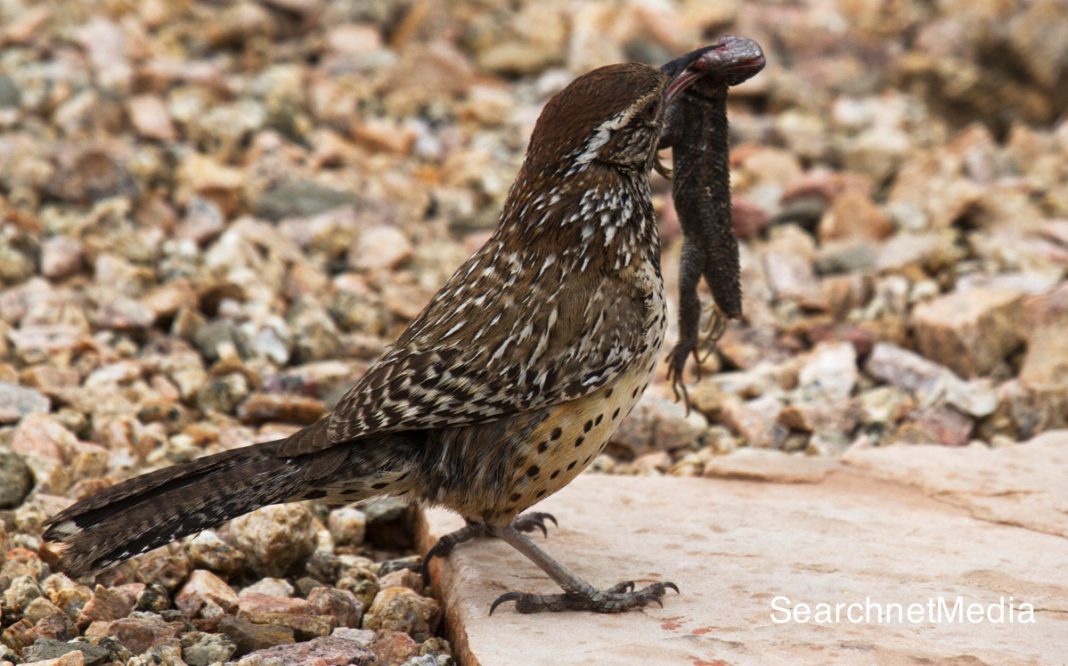 Cactus Wren Facts Anatomy, Diet, Habitat, Behavior Animals Time