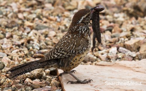 cactus wren facts 