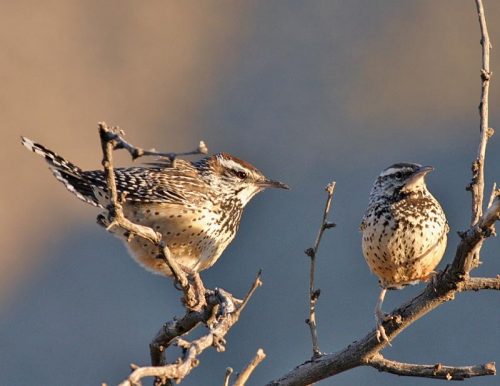 cactus wren facts 