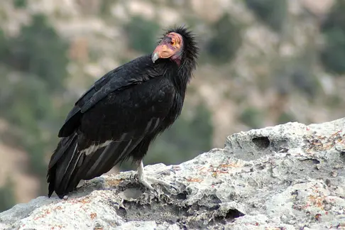 California Condor Diet