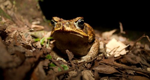 cane toad facts 