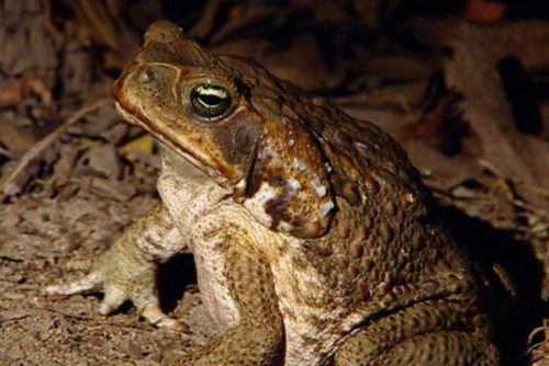 cane toad facts 
