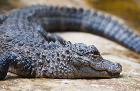 chinese alligator facts 