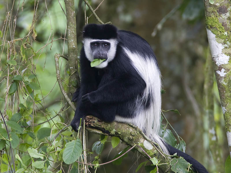 the physical and social characteristics of the african colobus monkey the physical and social characteristics of the african colobus monkey