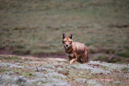 ethiopian wolf facts 