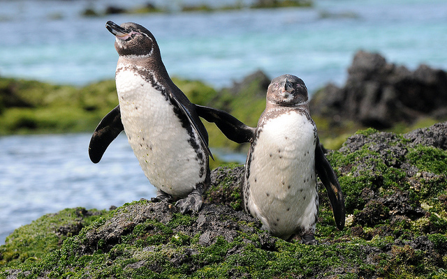 galapagos penguin facts - Animals Time