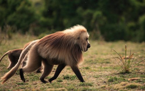 gelada baboon facts 