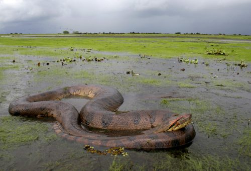 green anaconda facts 