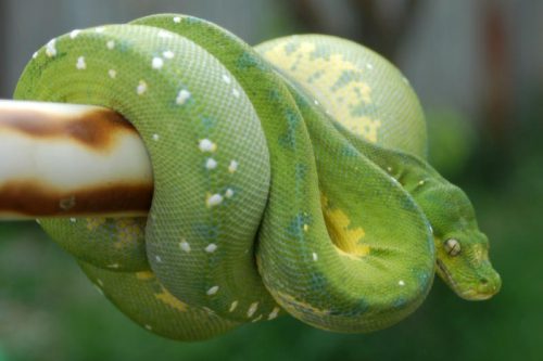 green tree python facts 
