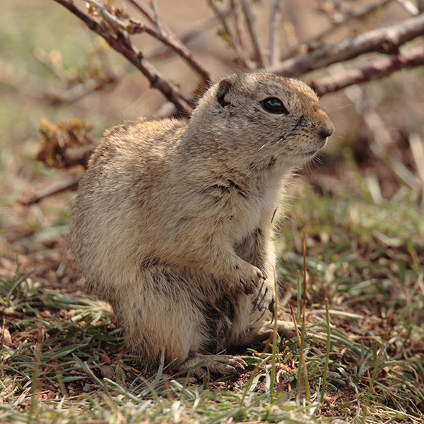 Ground Squirrel Facts | Anatomy, Diet, Habitat, Behavior - Animals Time