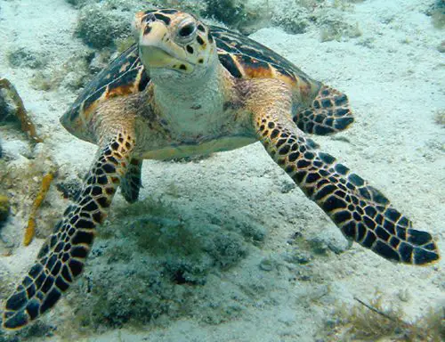 hawksbill sea turtle facts 
