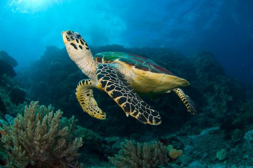 hawksbill sea turtle facts 