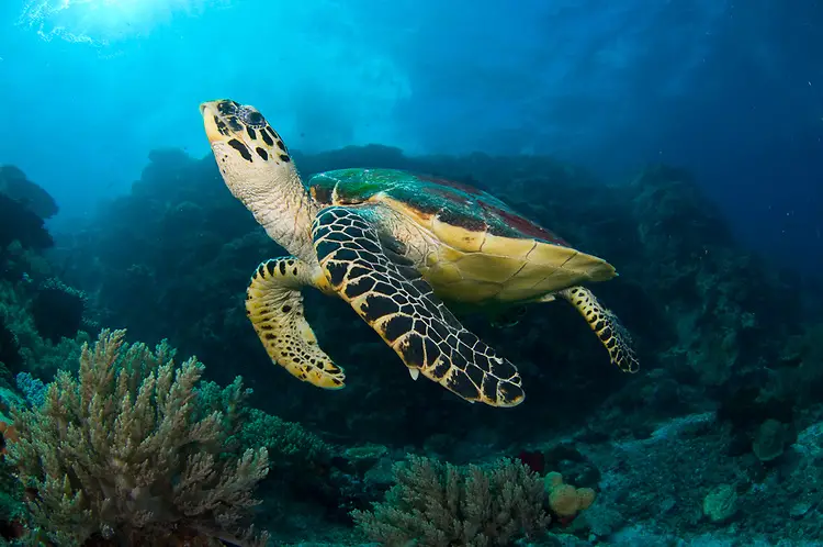 hawksbill sea turtle facts - Animals Time