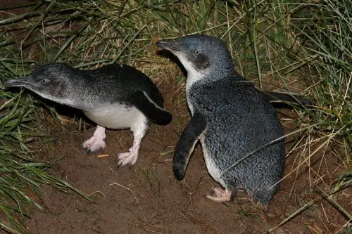 little blue penguin facts 
