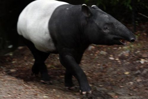 Malayan Tapir Facts | Anatomy, Diet, Habitat, Behavior - Animals Time