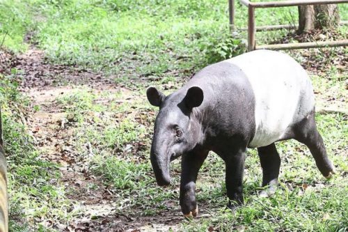 malayan tapir facts 