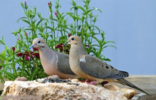 mourning dove facts 