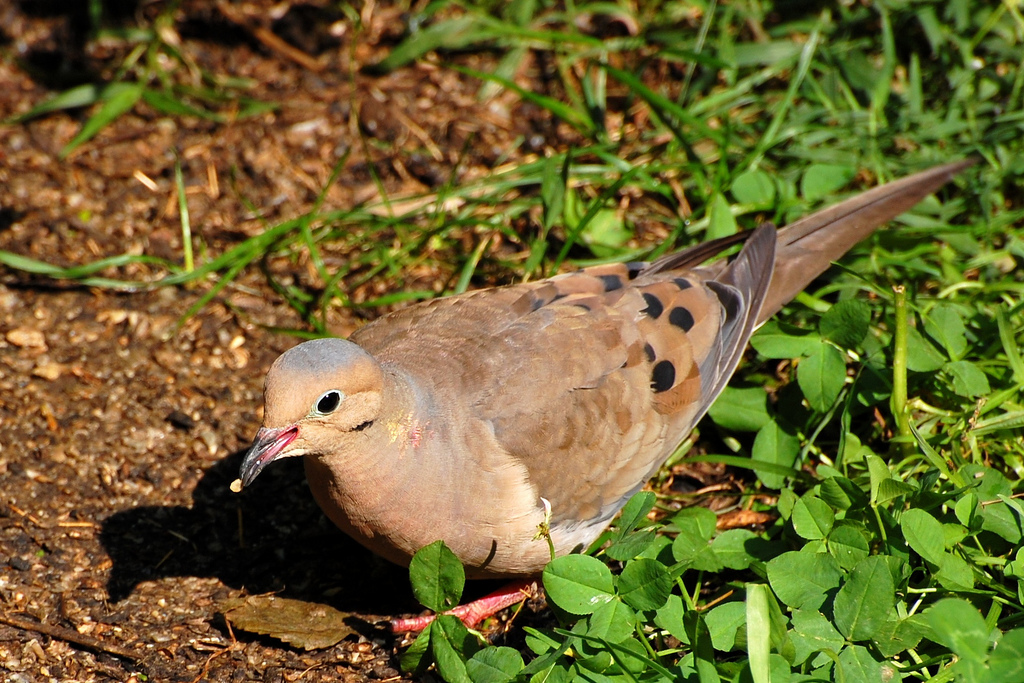 mourning dove plush