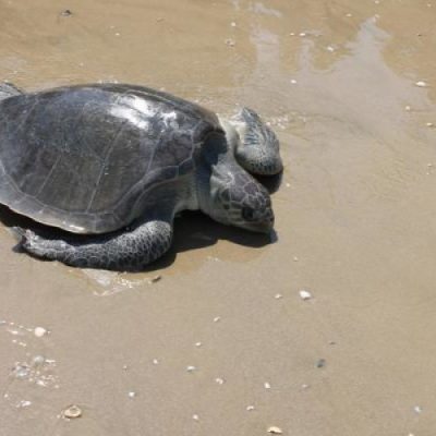 olive ridley sea turtle facts 