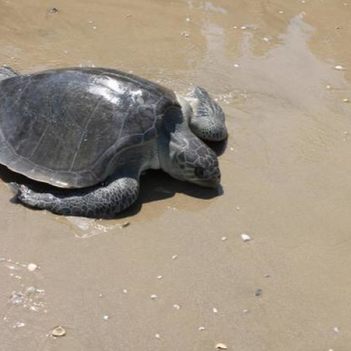 olive-ridley-sea-turtle-facts-animals-time