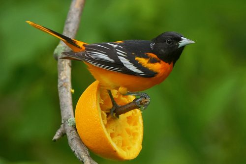 oriole bird facts 