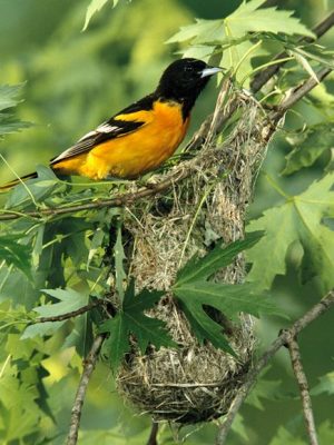 oriole bird facts 