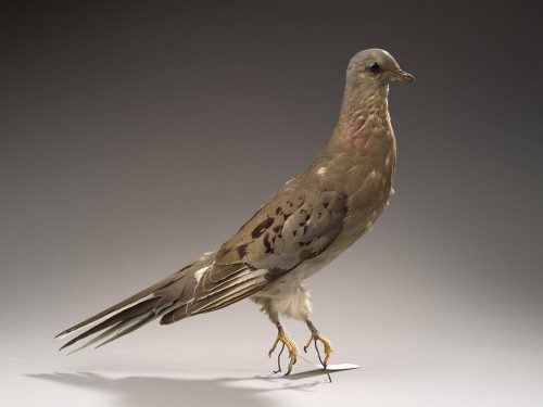 passenger pigeon facts 