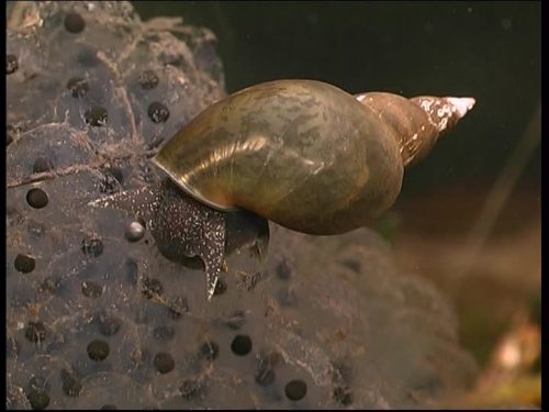 pond snail facts 
