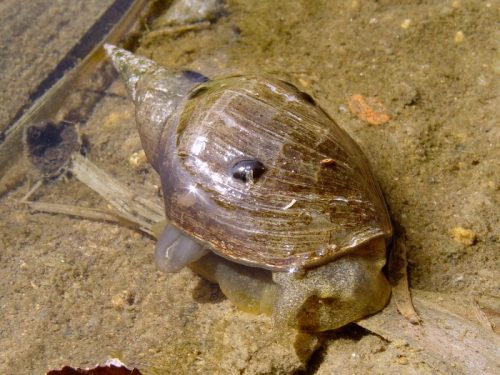 pond snail facts 