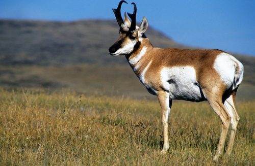 pronghorn antelope facts 