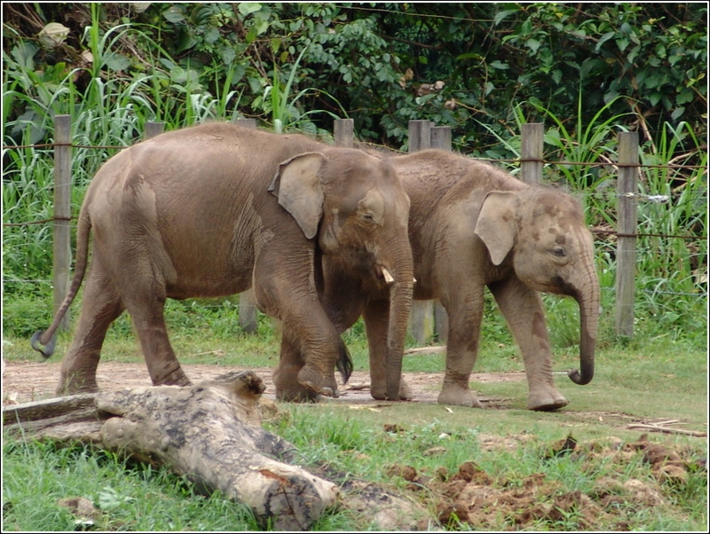 pygmy borneo elephant Animals Time