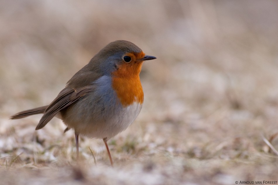robin redbreast Animals Time