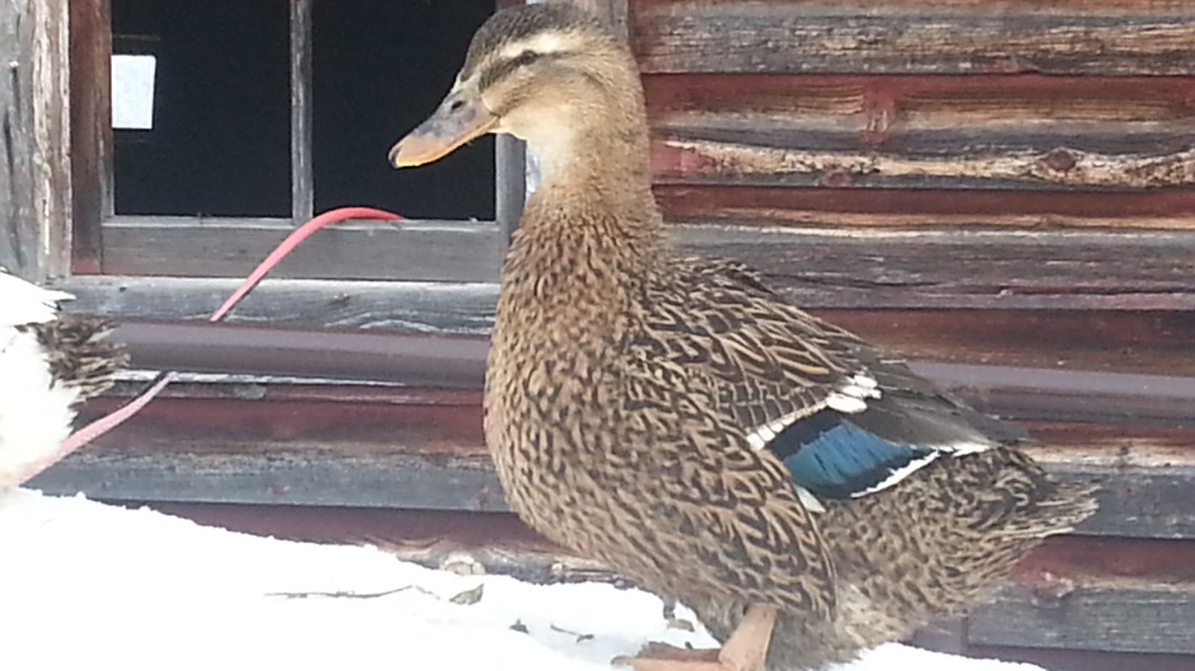 rouen duck facts Animals Time