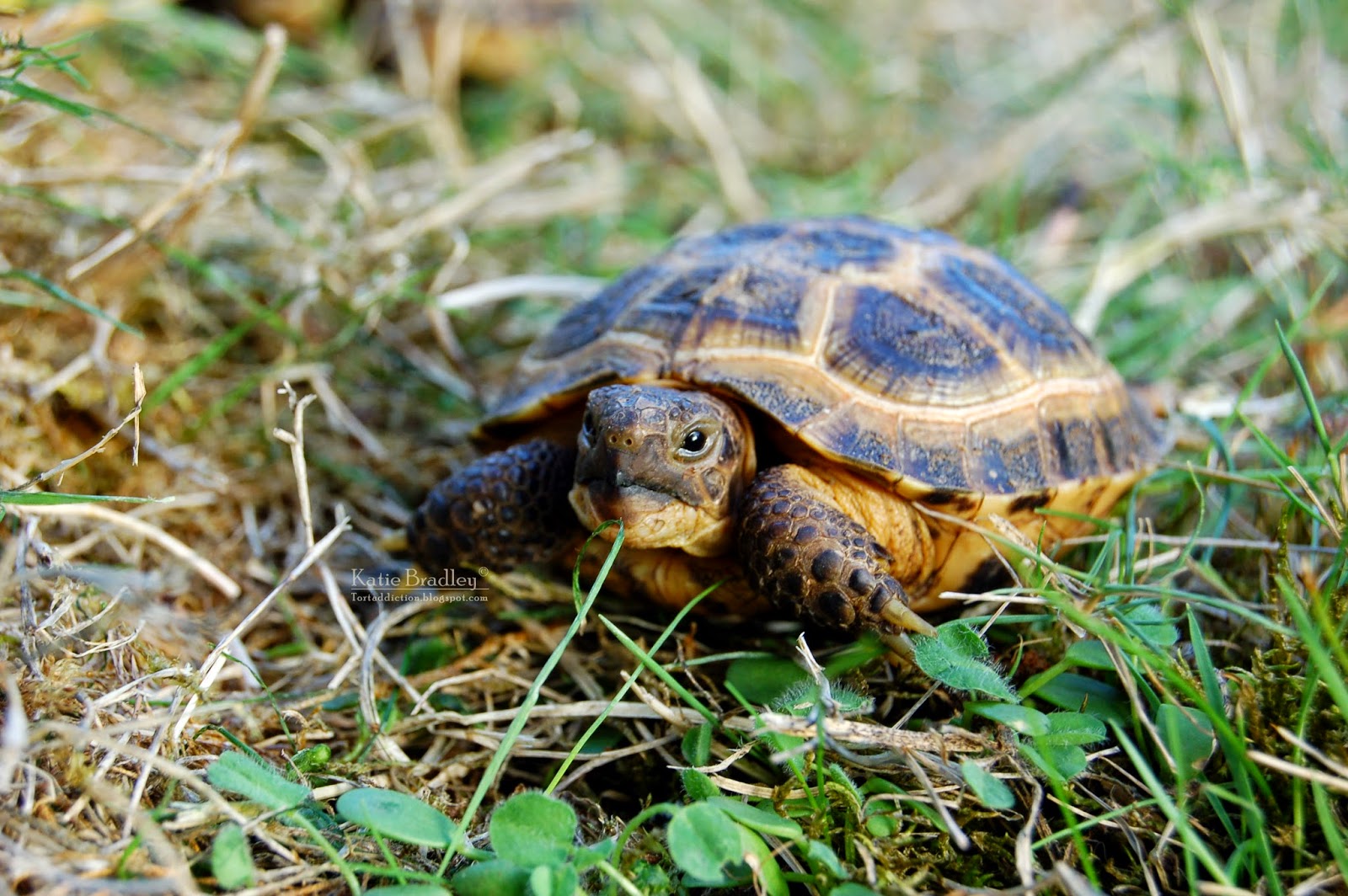 Russian Tortoise Facts | Anatomy, Diet, Habitat, Behavior - Animals Time1600 x 1064