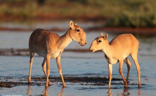 saiga antelope facts 