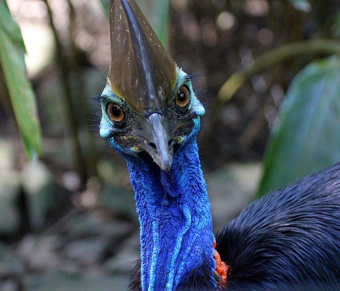 Image result for southern cassowary
